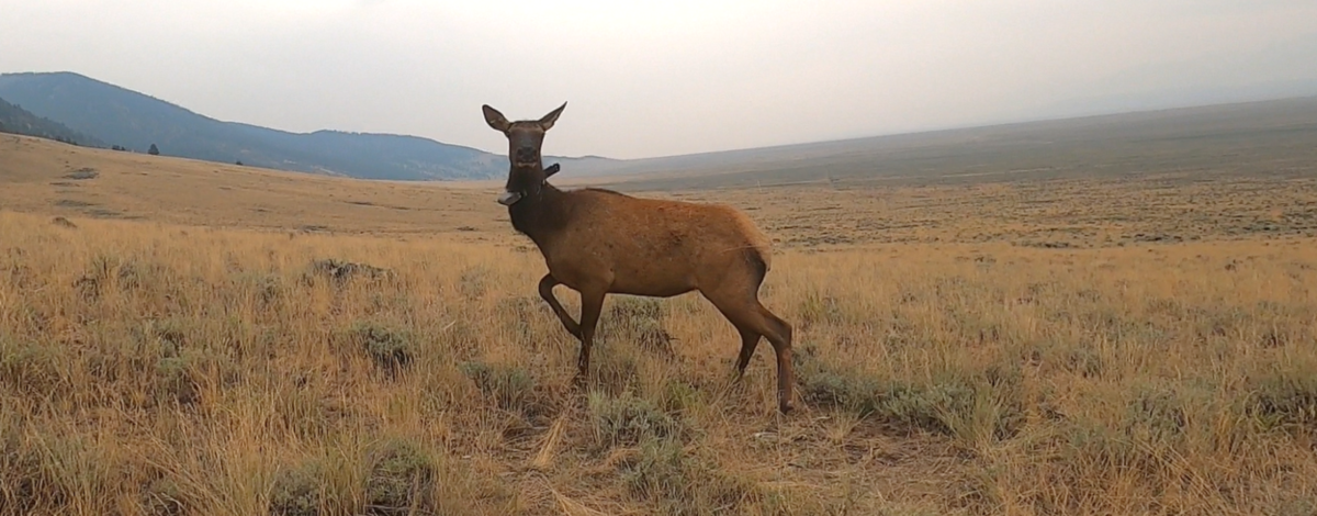 Cow elk with a gps collar standing in the sagebrush