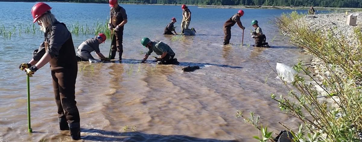 Volunteer restoration at Clark Fork Delta