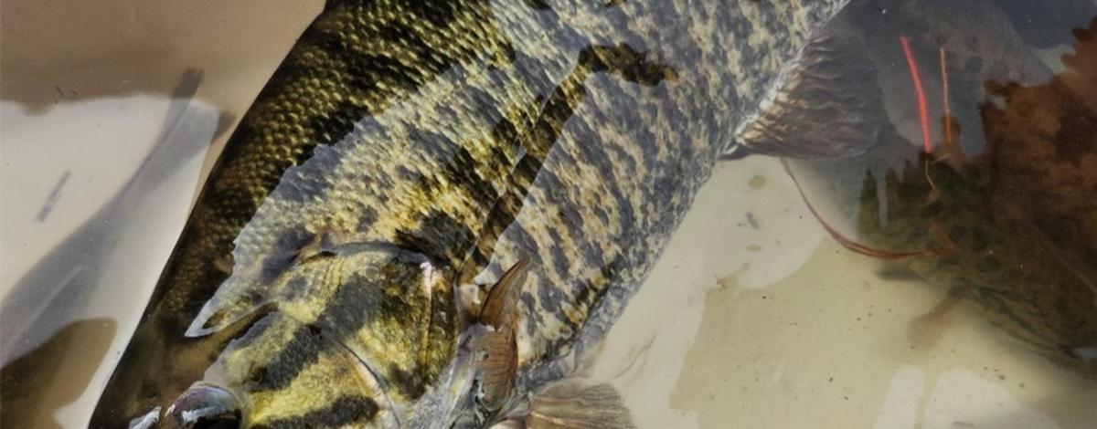 Smallmouth bass
