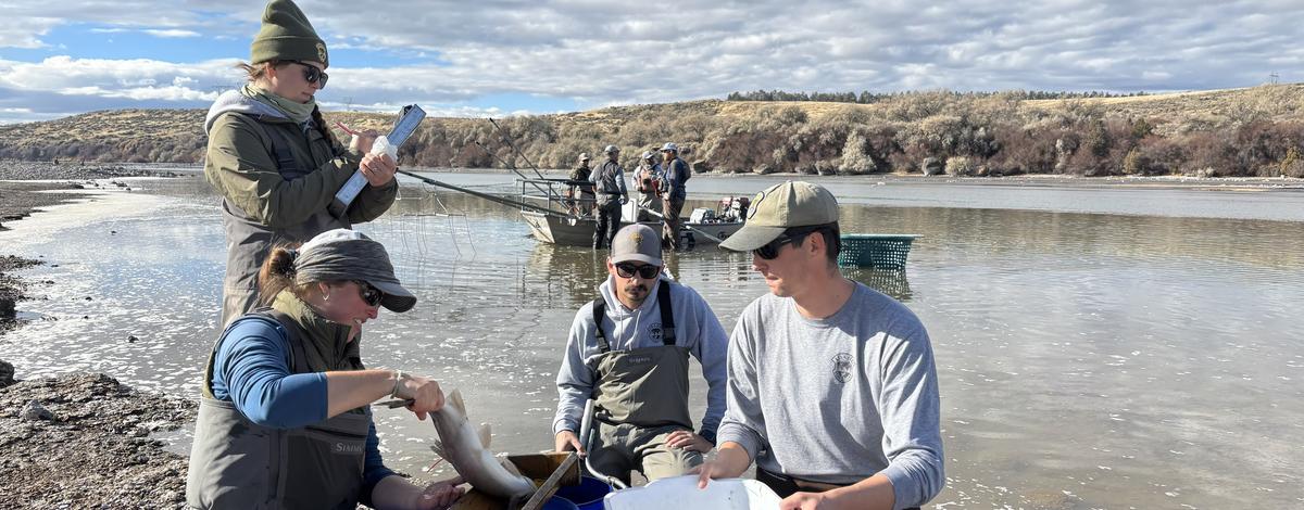 Men and women outdoors measuring fish.  Water and cloud-filled sky in background.