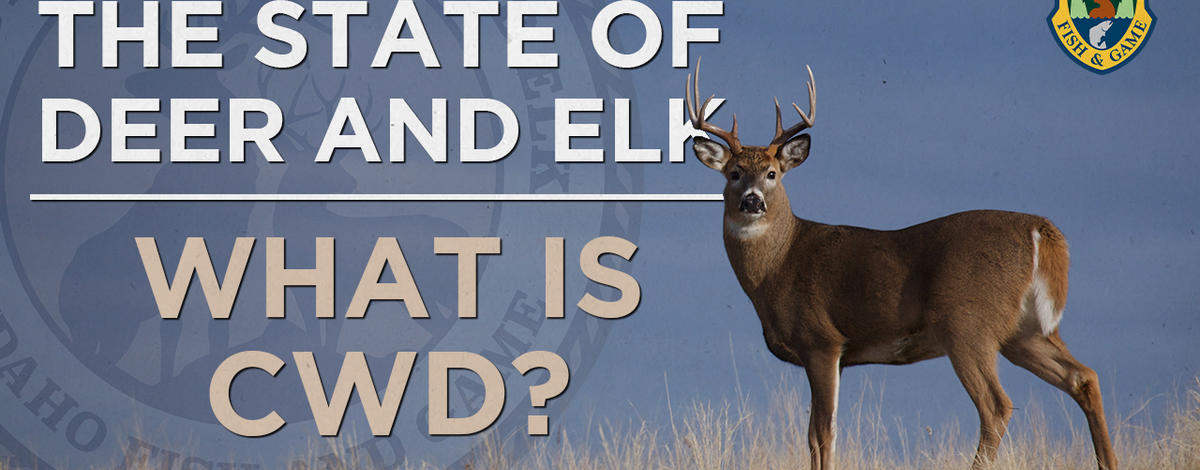 The State of Deer and Elk: What Is CWD? (VIDEO) | Idaho Fish and Game