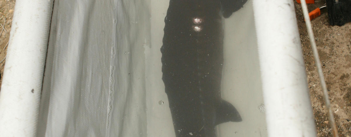 Sturgeon stocked in the Snake River