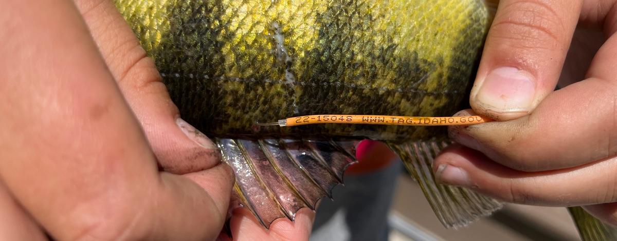 An orange tag is shown attached to a perch.