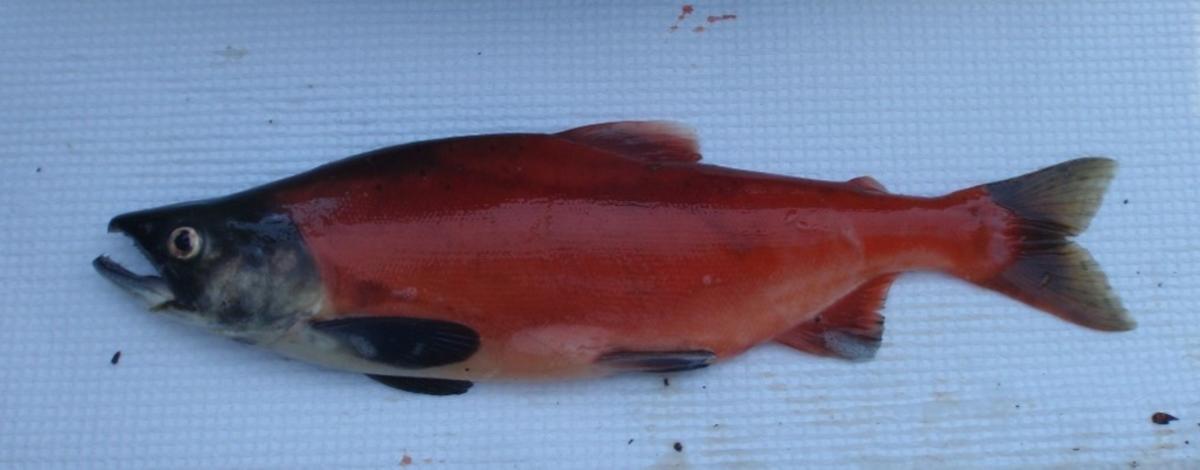 Kokanee on Dworshak