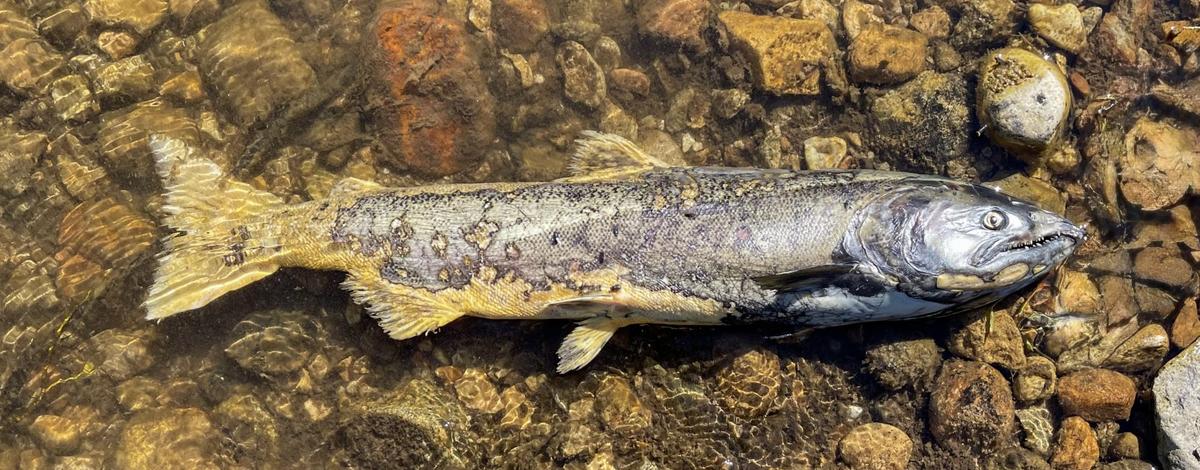 Chinook salmon carcass in a stream