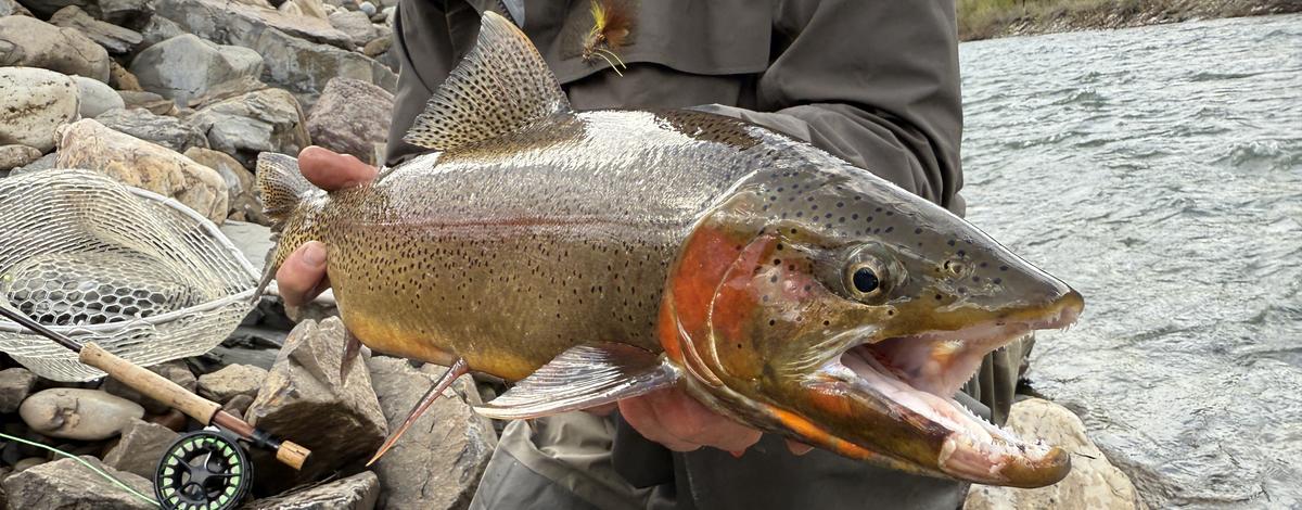 Man holding a large hybrid trout on the South Fork Snake