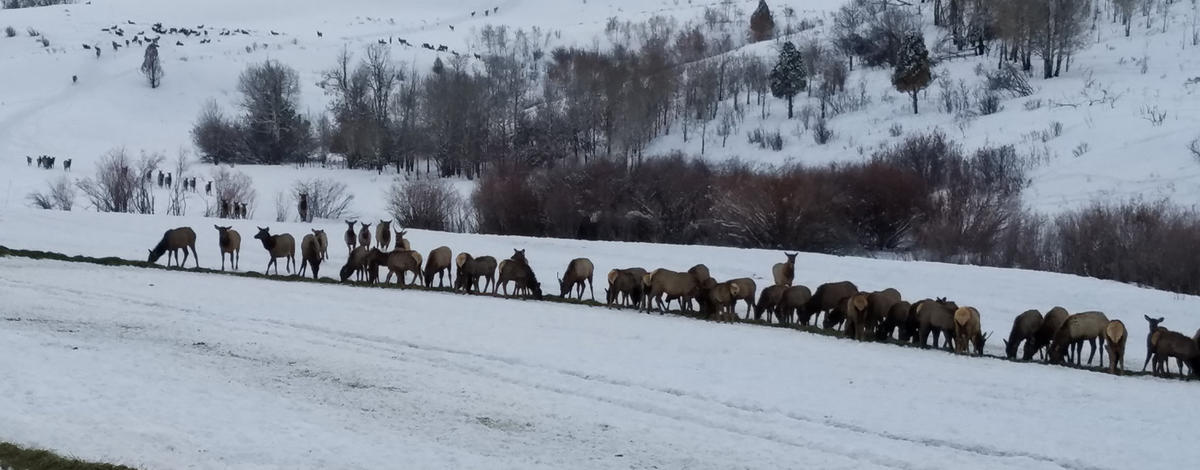 Elk herd, winter feeding