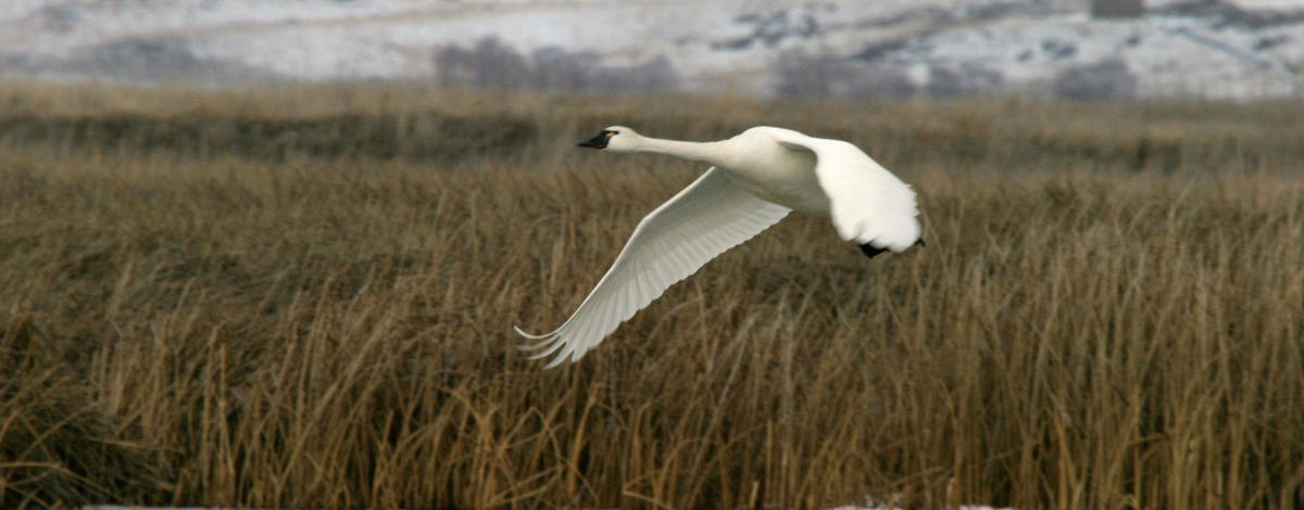 Tundra swan landing or taking off