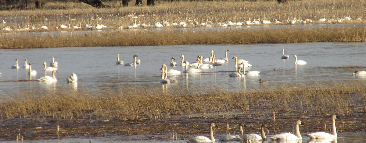 Tundra Swans on Coeur d'Alene WMA