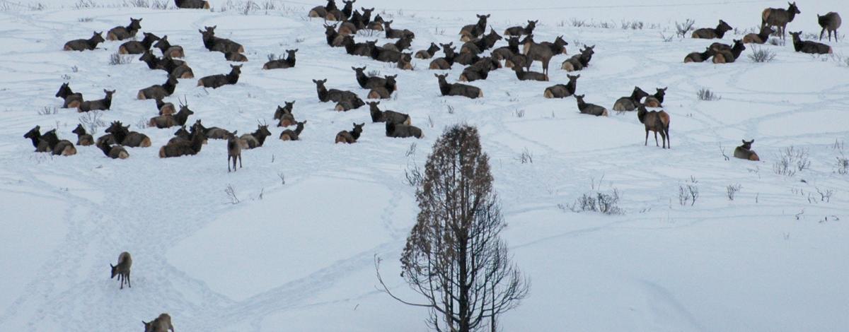 Elk herd