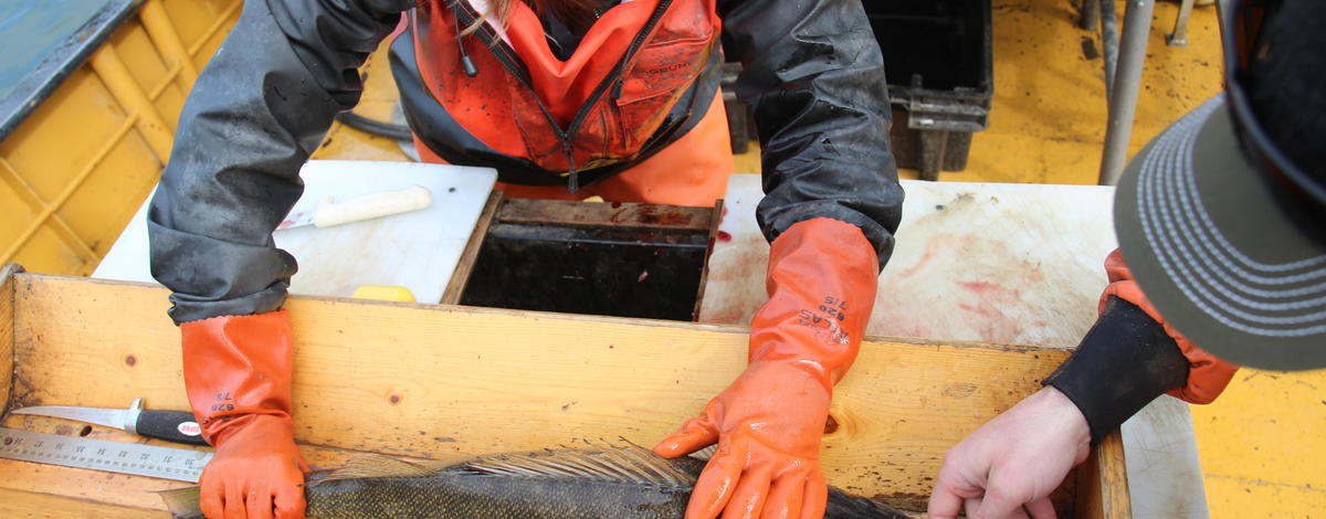 Walleye Tagging