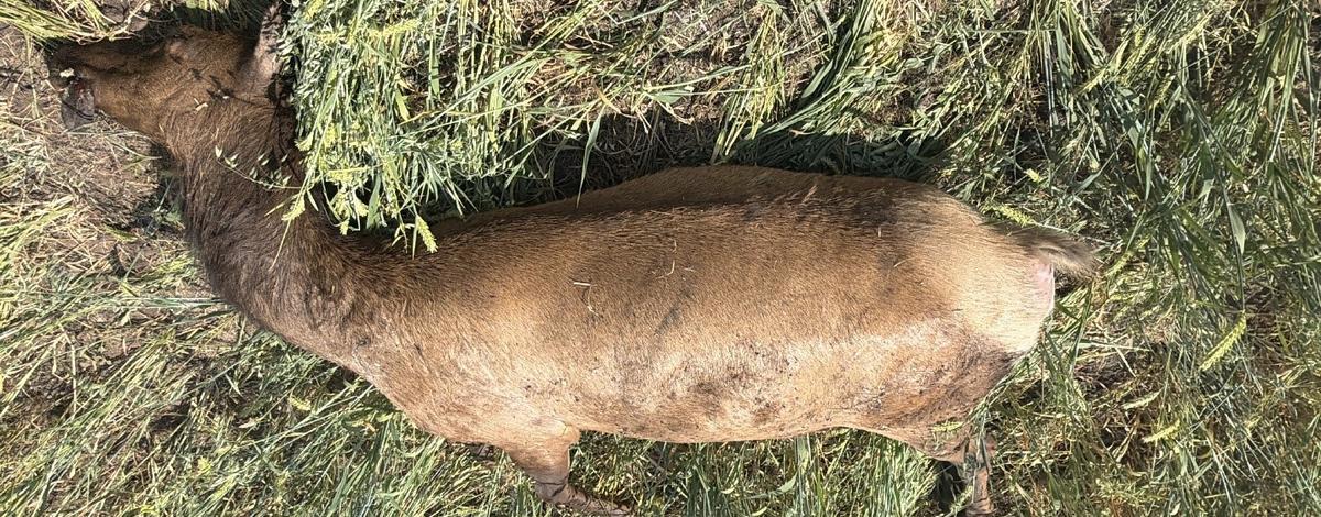Wasted elk in 11A