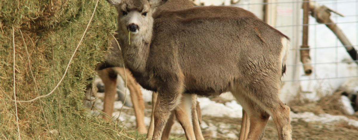 weiser_mule_deer_in_hay_stack_08.jpg