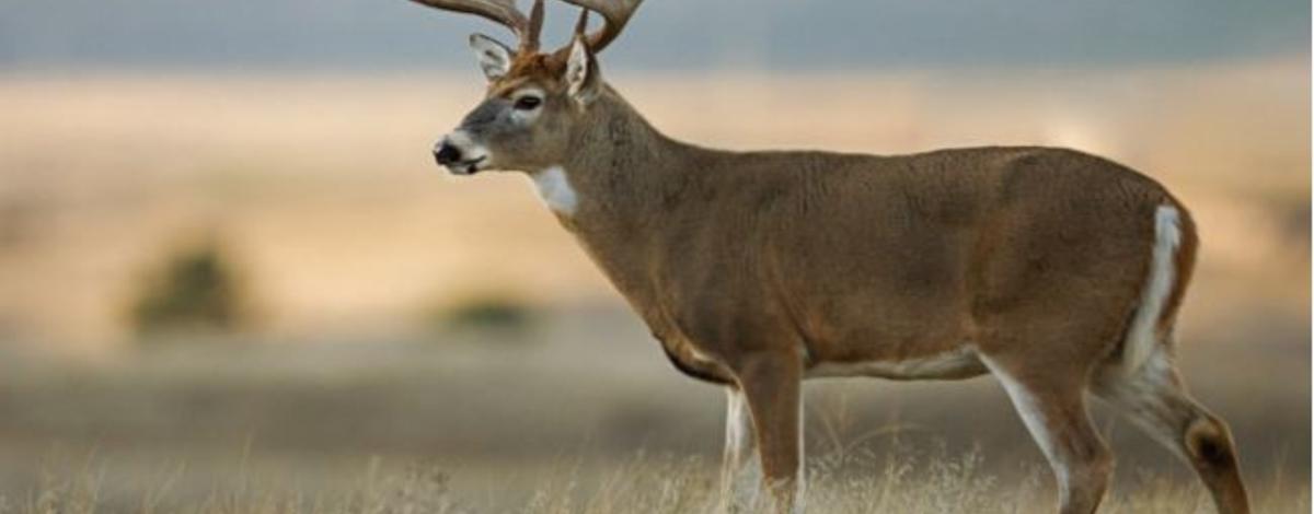 white-tailed_deer_buck