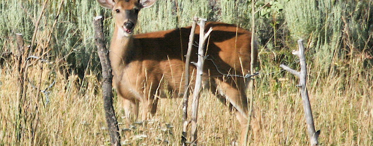 whitetail_buck_velvet