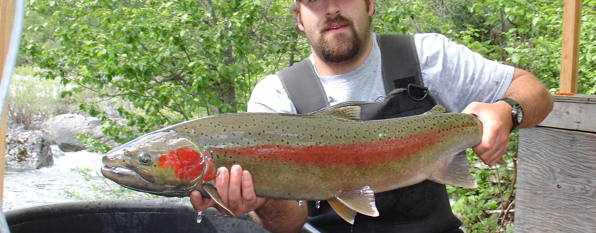 Wild adult female steelhead in 2004 at Fish Creek wier.