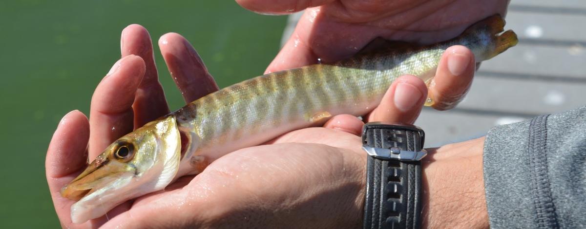 F&G biologists track tiger muskie at Winchester Lake