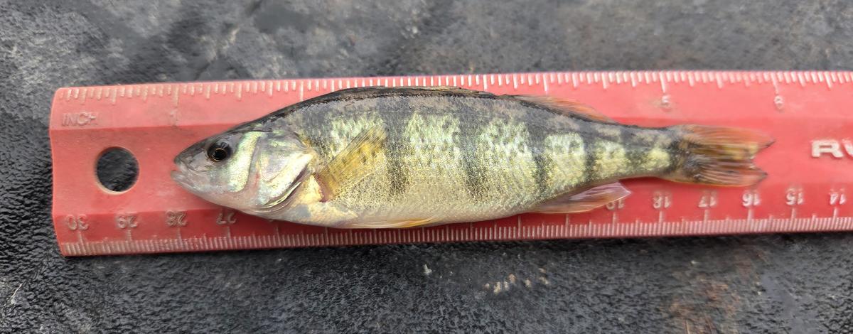 Five inch long Yellow Perch lying on a red ruler