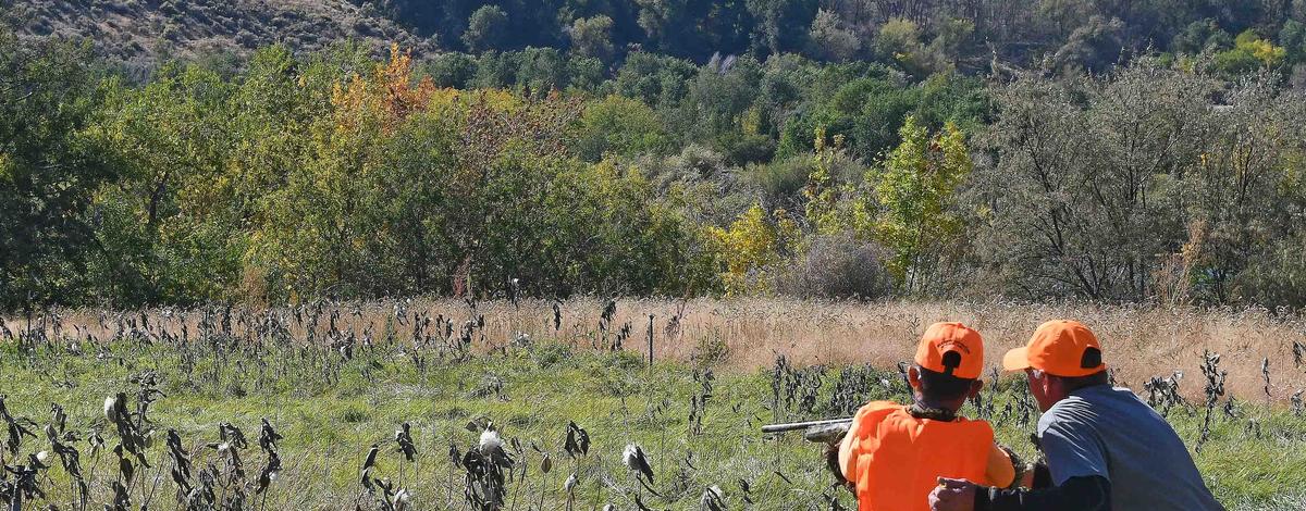 A mentored youth hunter hunts pheasants at the Niagara Springs WMA.