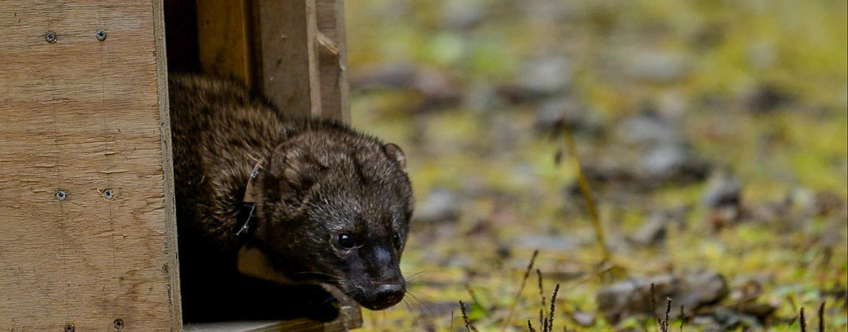 fisher 2026 idaho panhandle