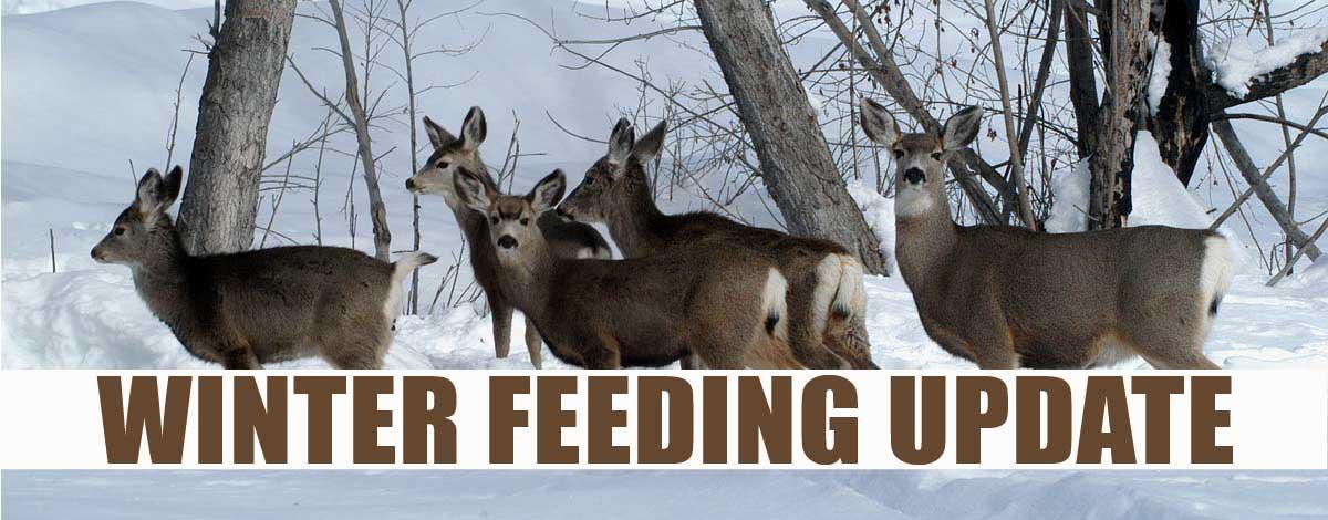 Winter Feeding Update
