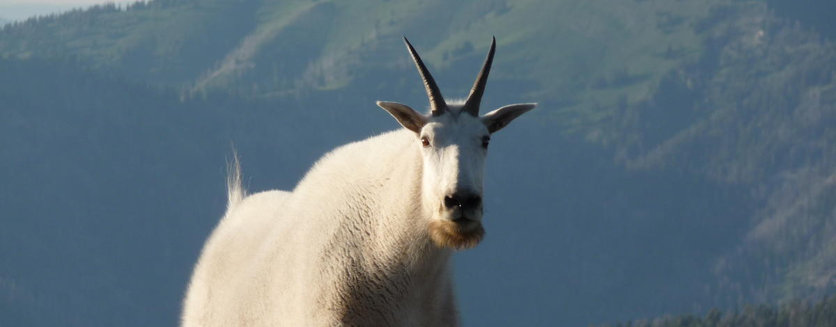 Mountain goat on rocks medium shot August 2011