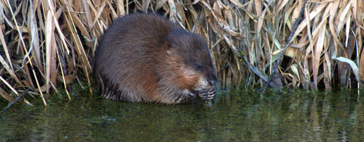 Montour Wildlife Management Area WMA muskrat in a pond January 2009