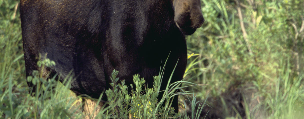 Information sought about bull and cow moose killed and left to