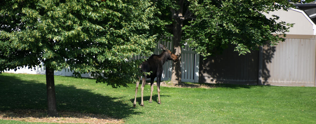 moose_in_twin_falls_park_july_2021