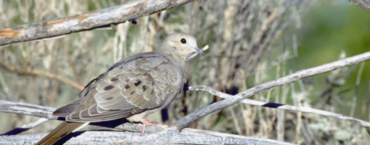 mourning dove