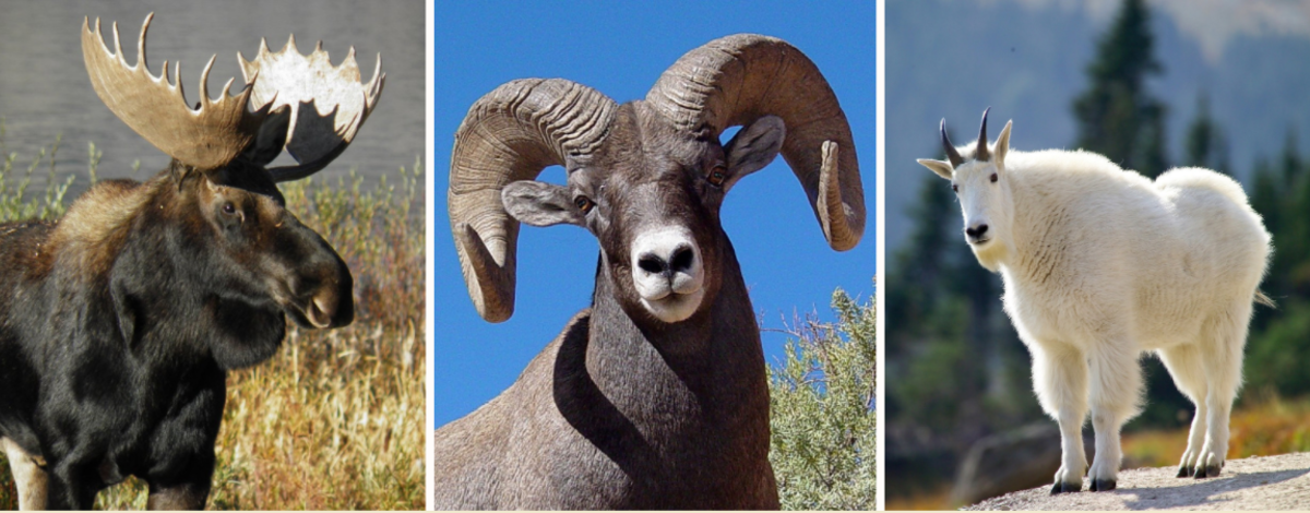 Photo collage of a moose, bighorn sheep, and mountain goat