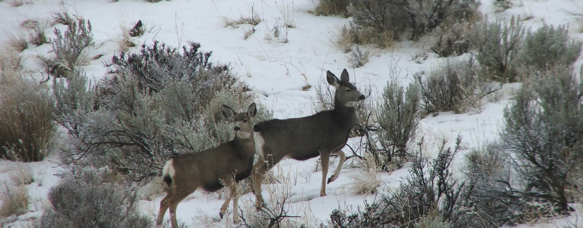 Mule Deer on the Boise River WMA