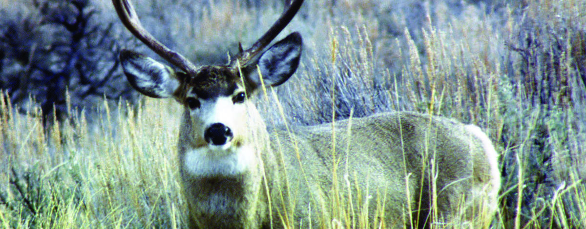 mule deer buck in grass and sagebrush October 2010