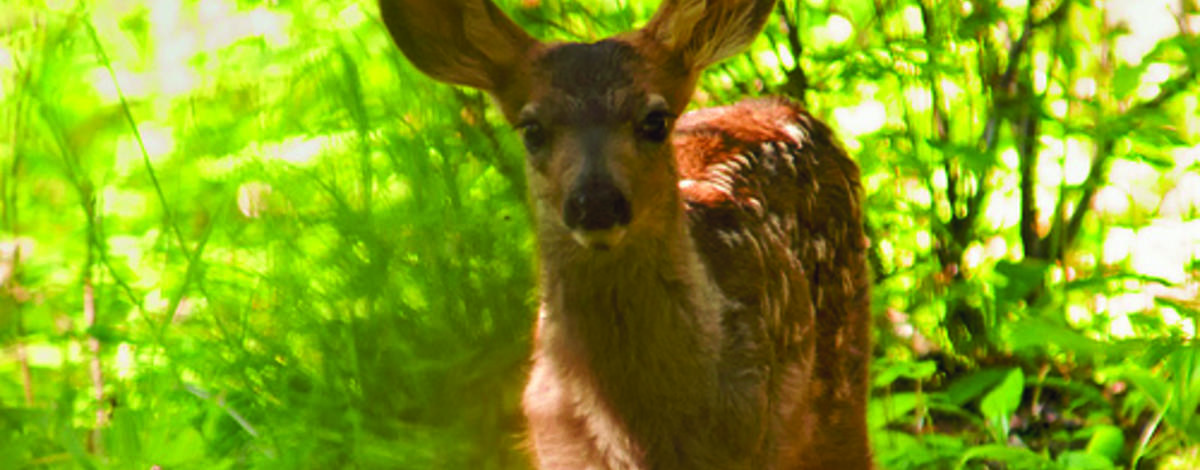 mule deer fawn June 2010