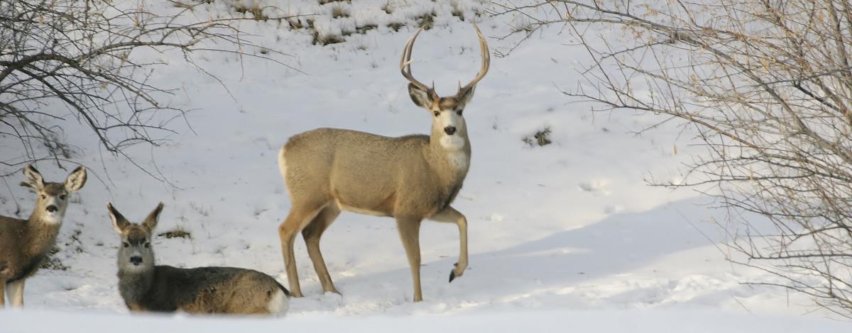 three point mule deer buck and does in snow January 2008