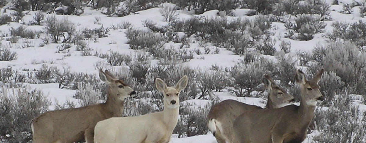 Montpelier Wildlife Management Area WMA  mule deer in snow one white deer medium shot