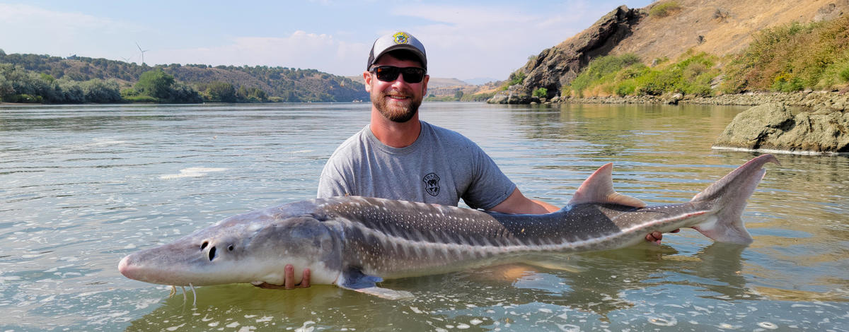 Studying Idaho's white sturgeon fishery in the upper Snake River