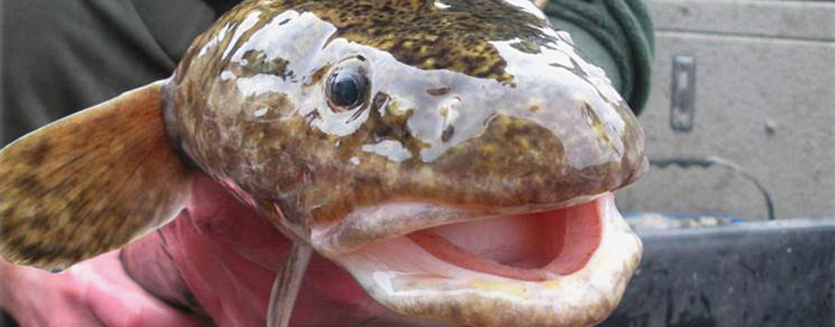 native burbot being held for habitat restoration head shot April 2017