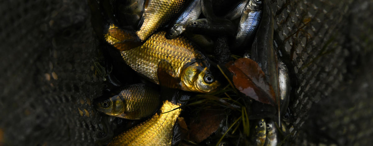 net_of_small_goldfish_and_fathead_minnows_from_heagle_pond_sept_2020