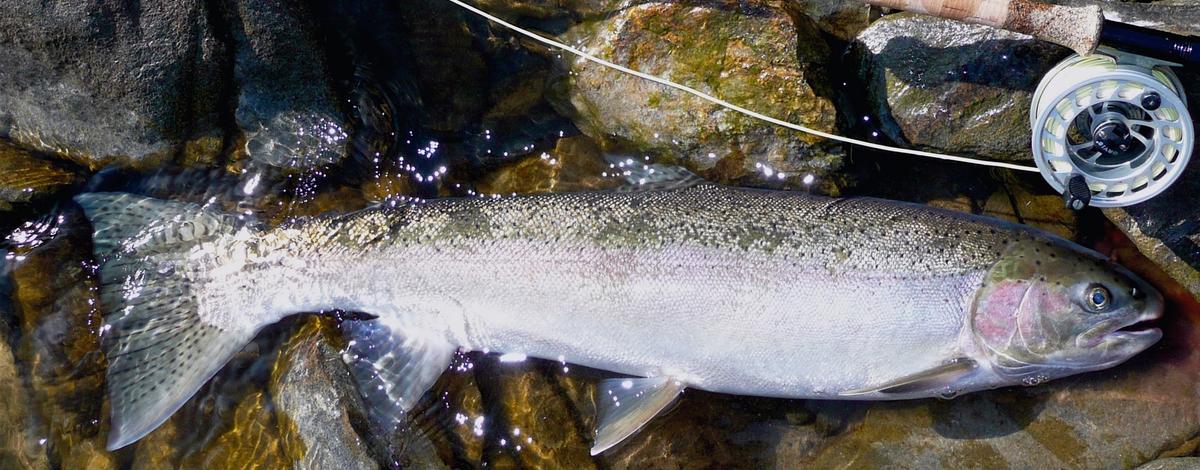 Steelhead