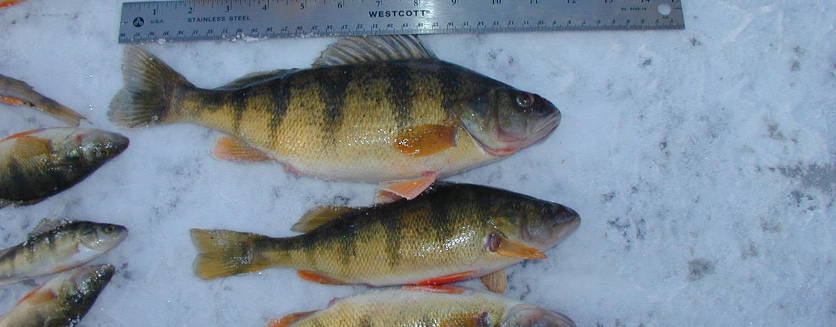 Ice fishing cascade perch