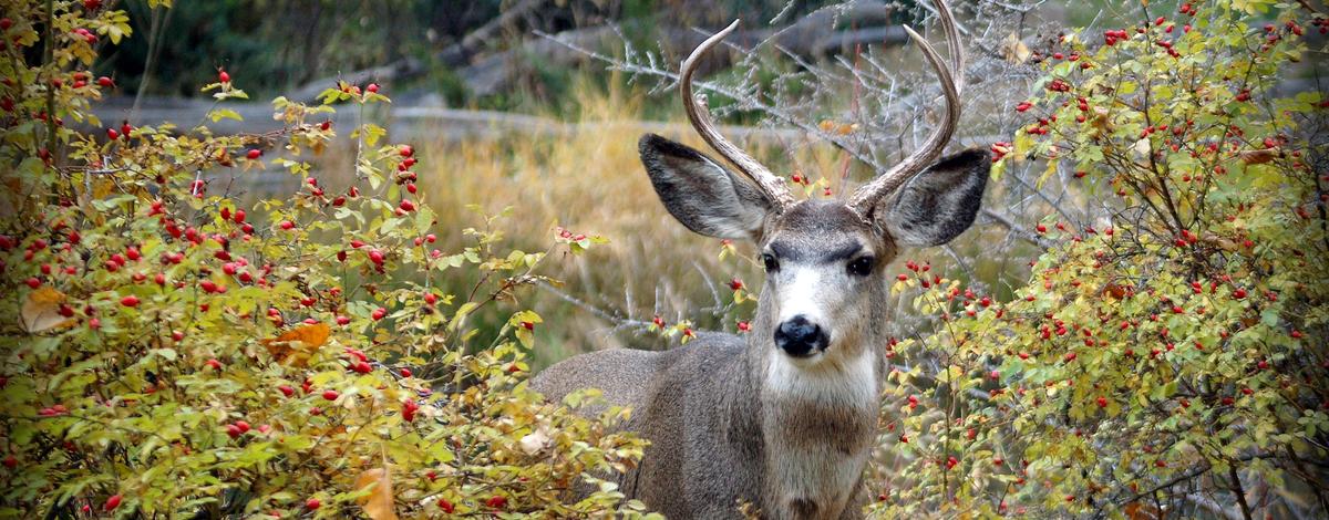 mule deer buck at the MK Nature Center in a berry covered bush with Fall colors November 2016