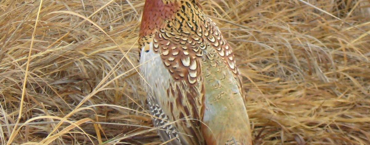 Montour Wildlife Management Area WMA ring necked pheasant in grass October 2007