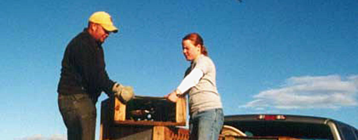 pheasant being released April 2004 by enforcement