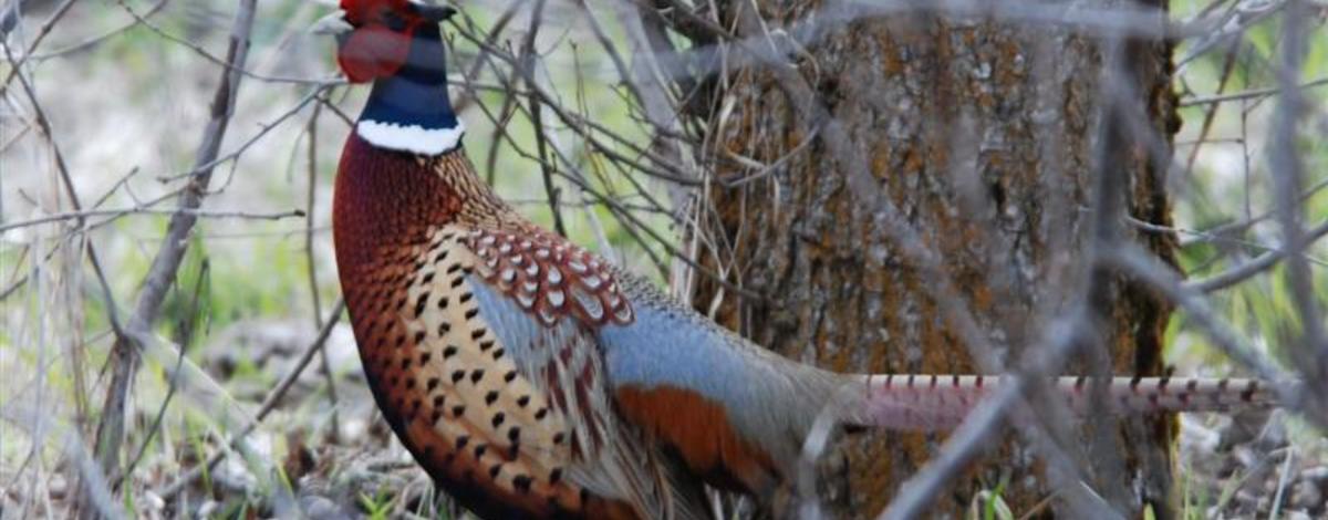 medium shot of a ring-necked pheasant in trees April 2009