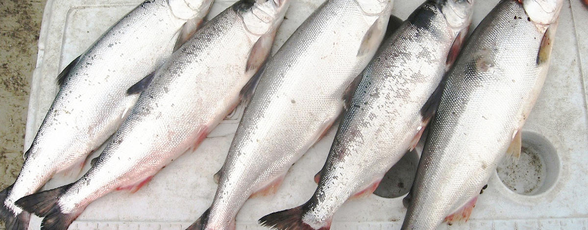 Catch a kokanee salmon from southern Idaho's silver triangle