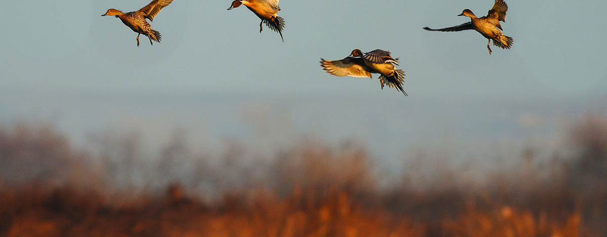 pintails ducks in flight preparing to land on a marsh March 2009