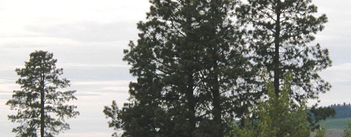 scenic pine trees vertical medium shot 