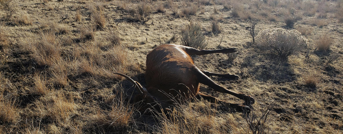 poached_spike_elk_left_to_waste_gooding_county_nov_2020