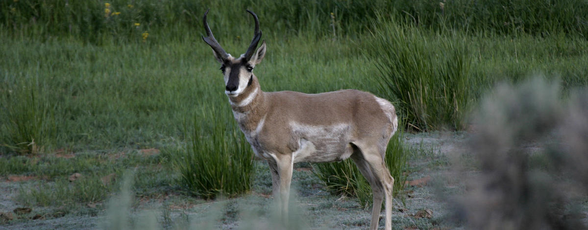 pronghorn horns antelope